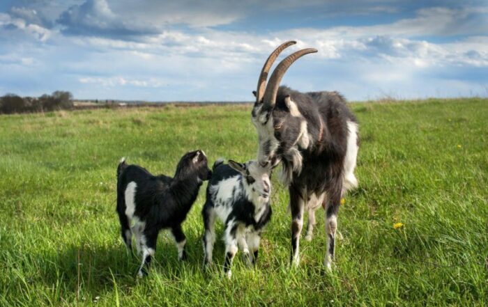 Mleko kozie vs krowie- które zdrowsze i lepsze